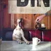 Elvis Junkie